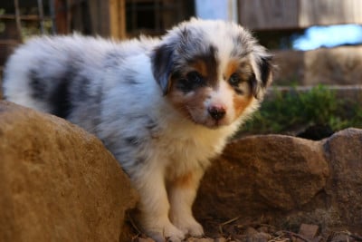 Les chiots de Berger Australien
