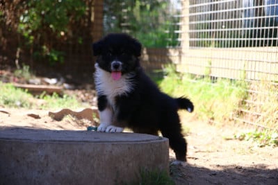 Les chiots de Berger Australien