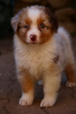 Les chiots de Berger Australien