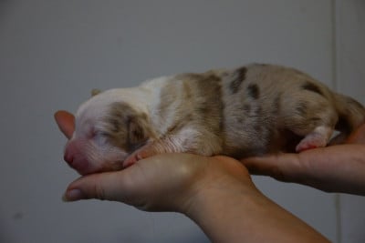 mâle rouge merle - Berger Américain Miniature 