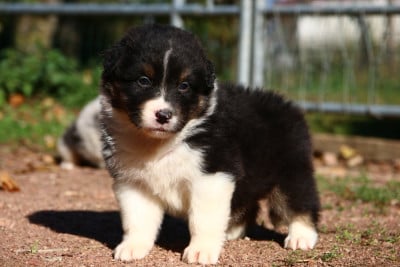 Les chiots de Berger Australien