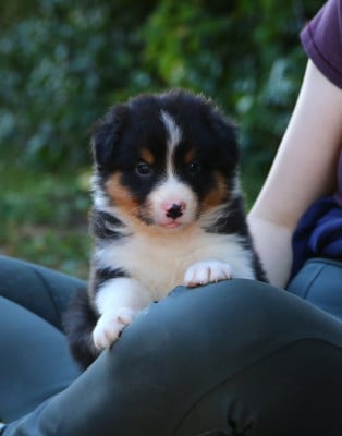 Les chiots de Berger Australien