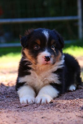 Les chiots de Berger Australien