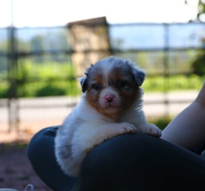Les chiots de Berger Australien