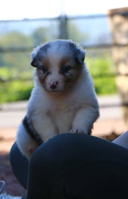 Les chiots de Berger Australien