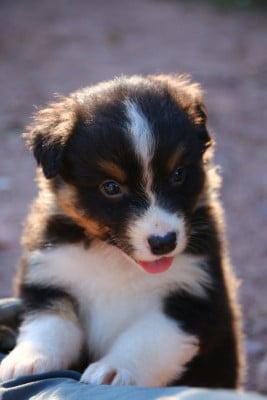 Les chiots de Berger Australien