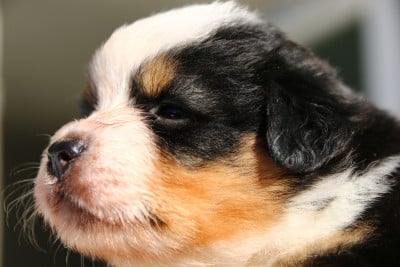Les chiots de Berger Américain Miniature 