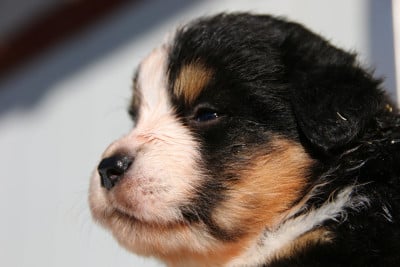 Les chiots de Berger Américain Miniature 