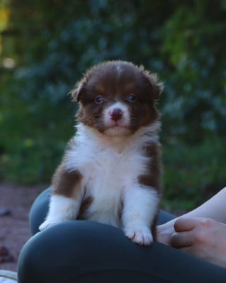 Les chiots de Berger Australien