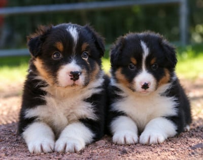 Les chiots de Berger Australien