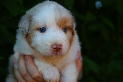 Les chiots de Berger Australien