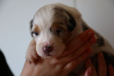 Les chiots de Berger Australien