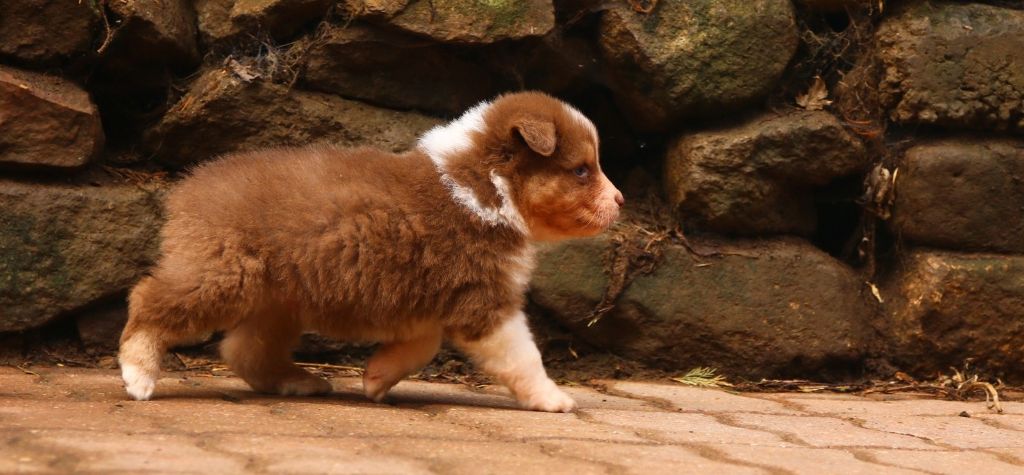 agence tous risques Hannibal