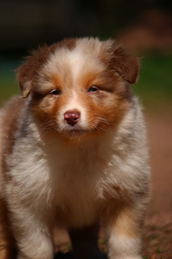 agence tous risques Looping