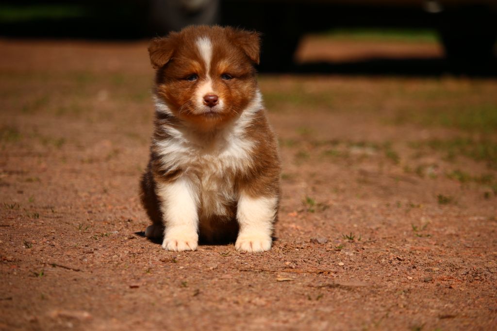 agence tous risques Hannibal