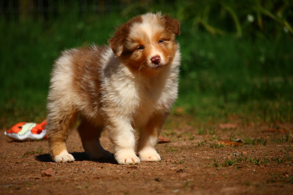 agence tous risques Looping