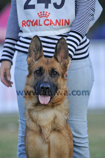 Publication : De l'arbre à Pain Auteur : A. PILLARD