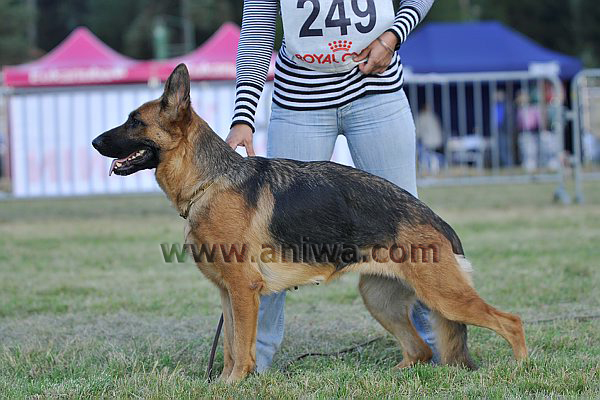 Publication : De l'arbre à Pain Auteur : A. PILLARD