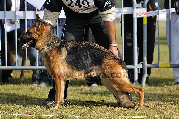 Publication : De l'arbre à Pain Auteur : A. PILLARD