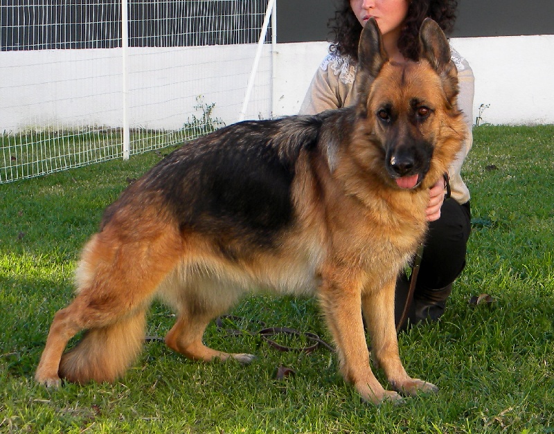 Publication : De l'arbre à Pain Auteur : A. PILLARD