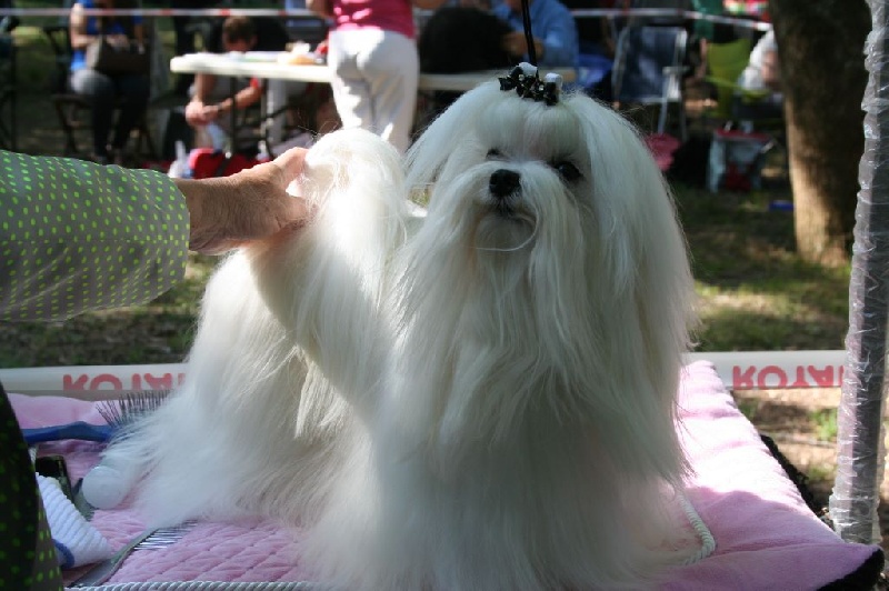 CH. Joly coeur fantasy de Nisjotial - CAC - BOB - Best of Groupe