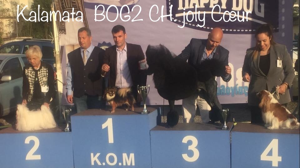 CH. Joly coeur fantasy de Nisjotial - CAC - BOB