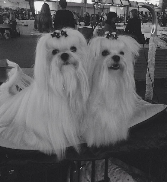 CH. Joly coeur fantasy de Nisjotial - 1er Excellent classe jeune - Meilleur Jeune- sélectionné au groupe