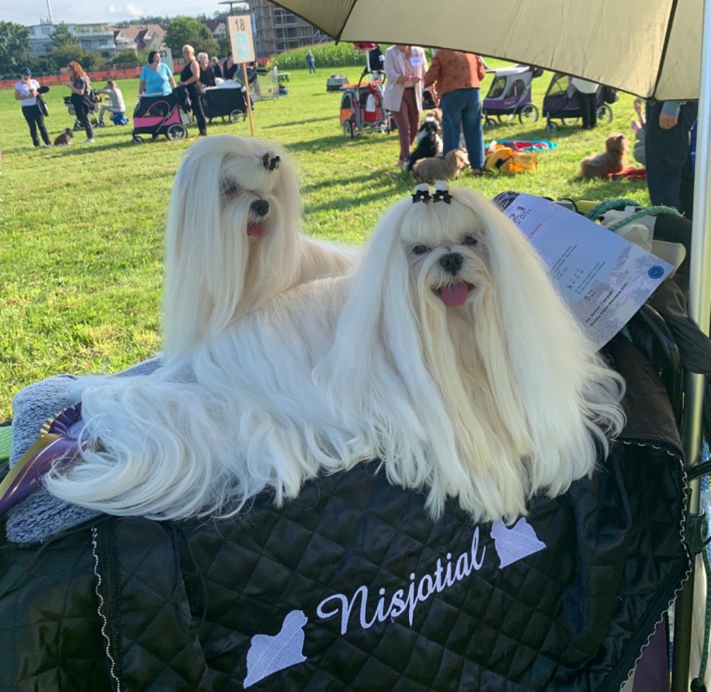 CH. Phantasmagoria by golden blanc - 1 er EXC. CAC - BOB