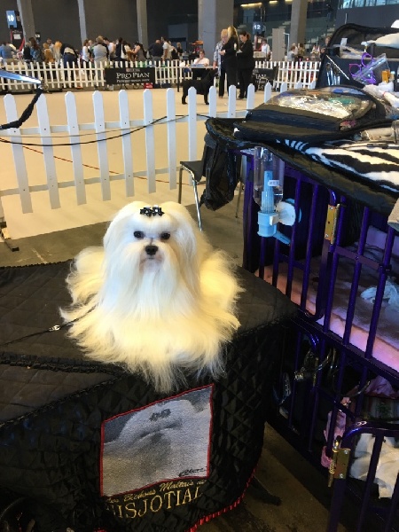 CH. Joly coeur fantasy de Nisjotial - CACIB- CAC- BOB