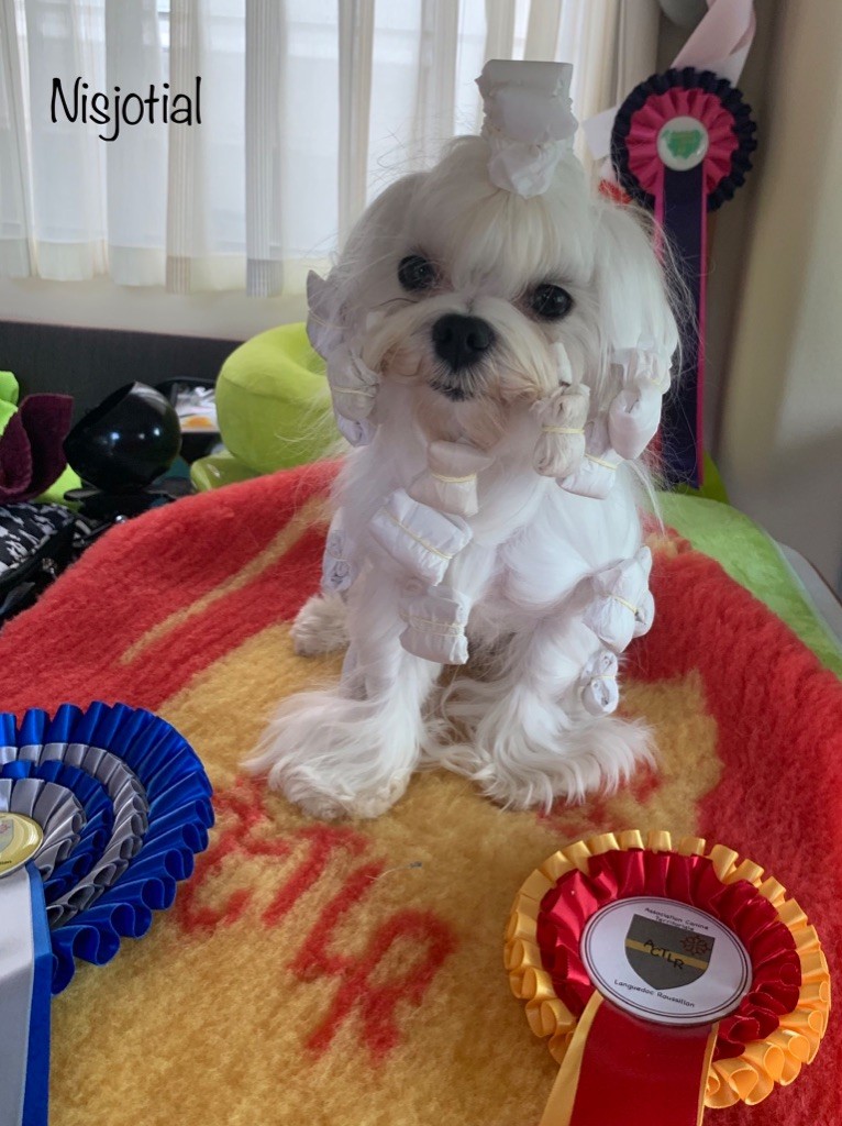 CH. Phantasmagoria by golden blanc - 1er Exc. Best jeune - BOB - sélect groupe 9