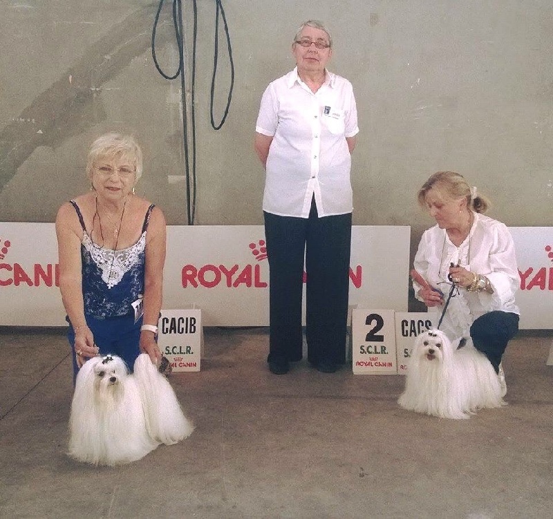 CH. Joly coeur fantasy de Nisjotial - Cl.CH. : 1er Excellent CACIB - BOB - Select Groupe