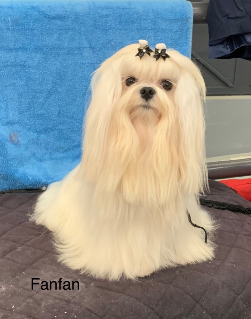 CH. Phantasmagoria by golden blanc - Cl. Jeune : 1er Exc. Best Jeune - BOB