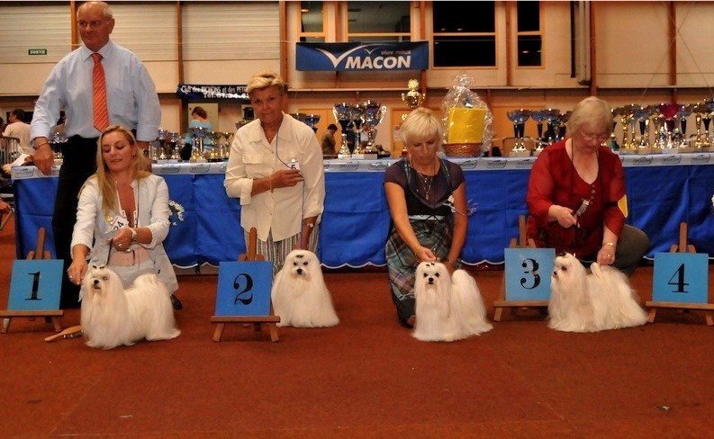 CH. Cash fantasy risqué de Nisjotial - 3e Excellent classe ouverte