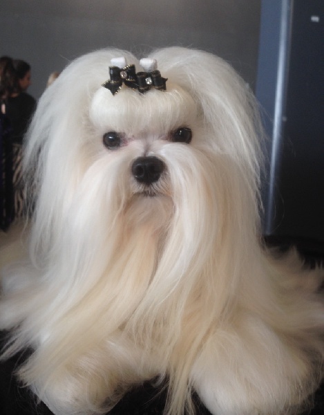 CH. Joly coeur fantasy de Nisjotial - CAC - RCACIB