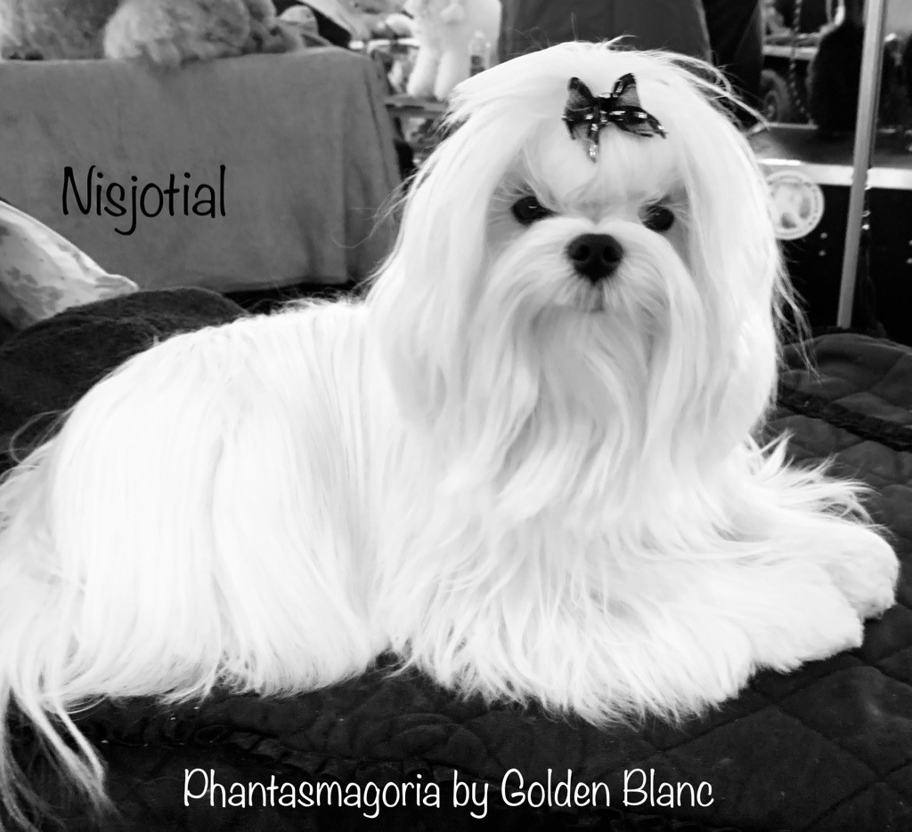 CH. Phantasmagoria by golden blanc - 1e TP classe puppy - Meilleur puppy