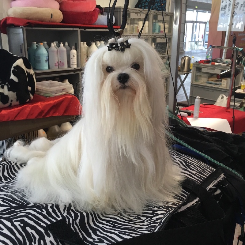 CH. Joly coeur fantasy de Nisjotial - 1er excellent CACIB - BOB