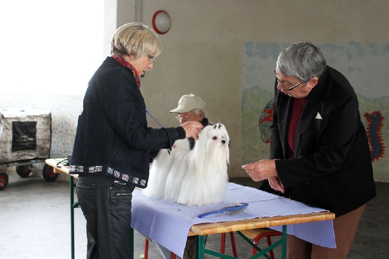 CH. Joly coeur fantasy de Nisjotial - Excellent classe jeune - Il n'y a pas de classement