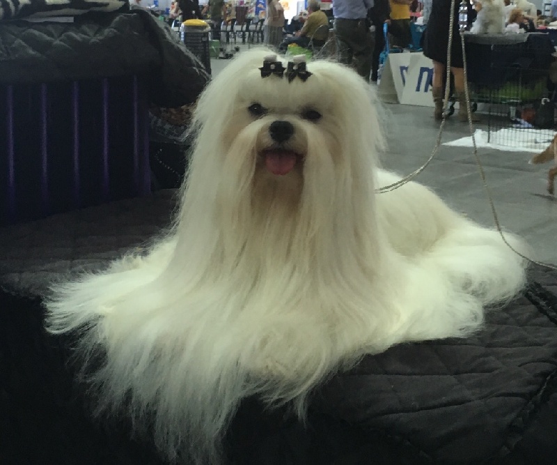 CH. Joly coeur fantasy de Nisjotial - 2e Excellent RCACIB - RCAC