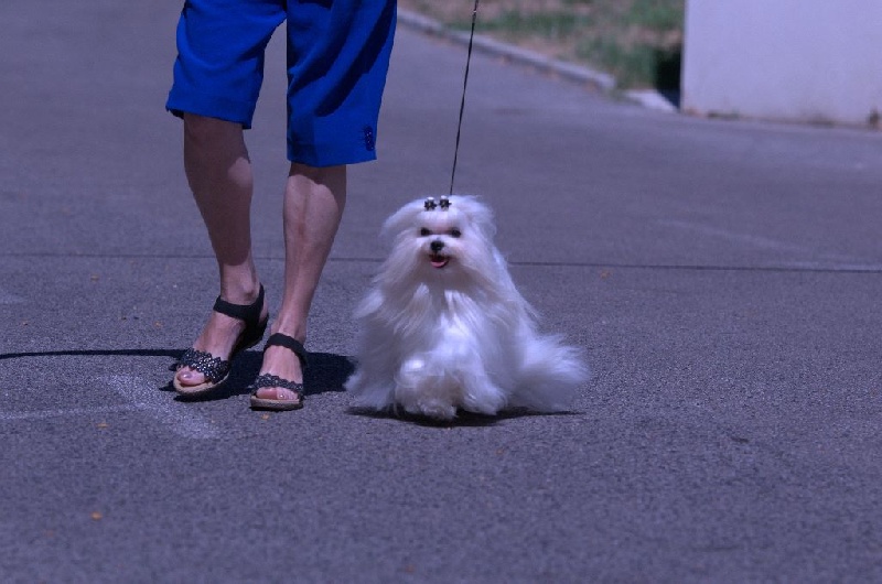 CH. Joly coeur fantasy de Nisjotial - Meilleur mâle - BEST IN SHOW