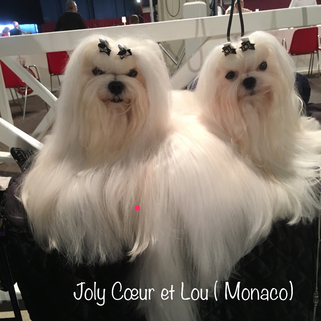 CH. Joly coeur fantasy de Nisjotial - 1er Excellent - CACIB- CAC