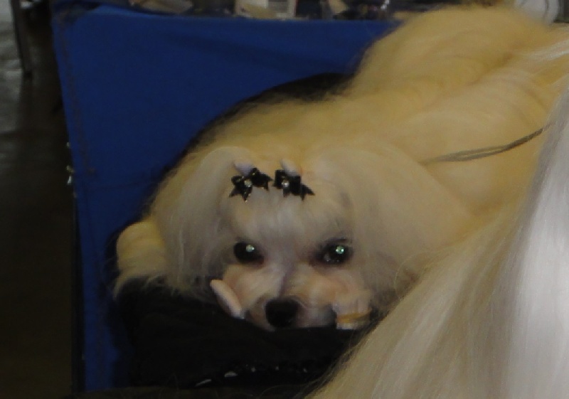 CH. au poil d'ange Douce caresse - 3e Excellent