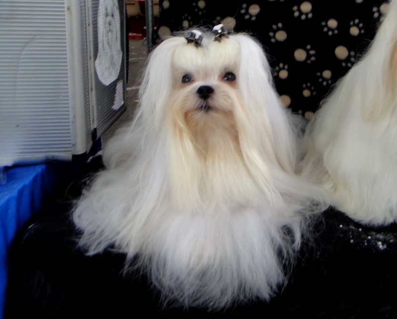 CH. richelieu's Don juan - CACIB-CAC