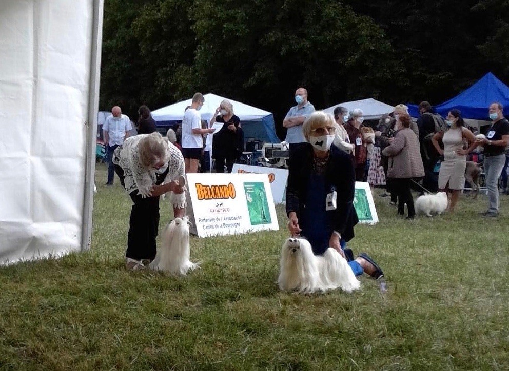 CH. Phantasmagoria by golden blanc - 1erExc. CACIB - CAC - BOB