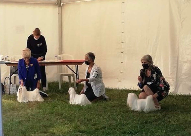 CH. Phantasmagoria by golden blanc - 1er EXC. CACS - RCACIB