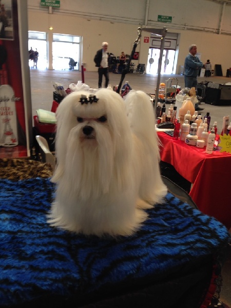 CH. Joly coeur fantasy de Nisjotial - CACIB - CAC - BOB -sélectionné au groupe