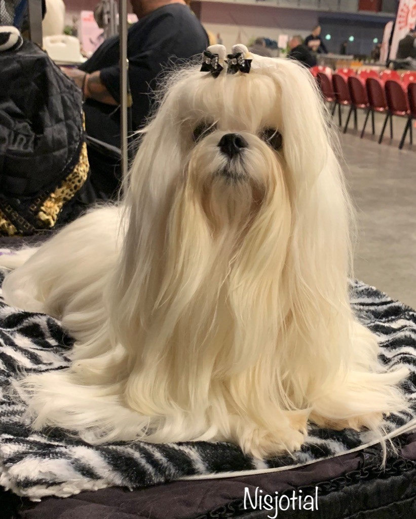 CH. Phantasmagoria by golden blanc - 1er EXC. CAC - BOS