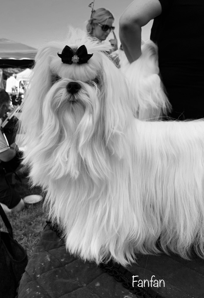 CH. Phantasmagoria by golden blanc - Cl.Jeune : 1er Excellent JCAC - Best Jeune - Best de race