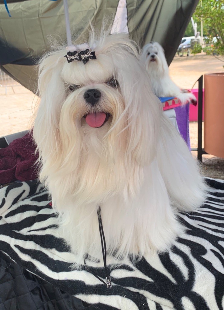 CH. Phantasmagoria by golden blanc - CL.Jeune - 1er Exc. Best Jeune - BOB