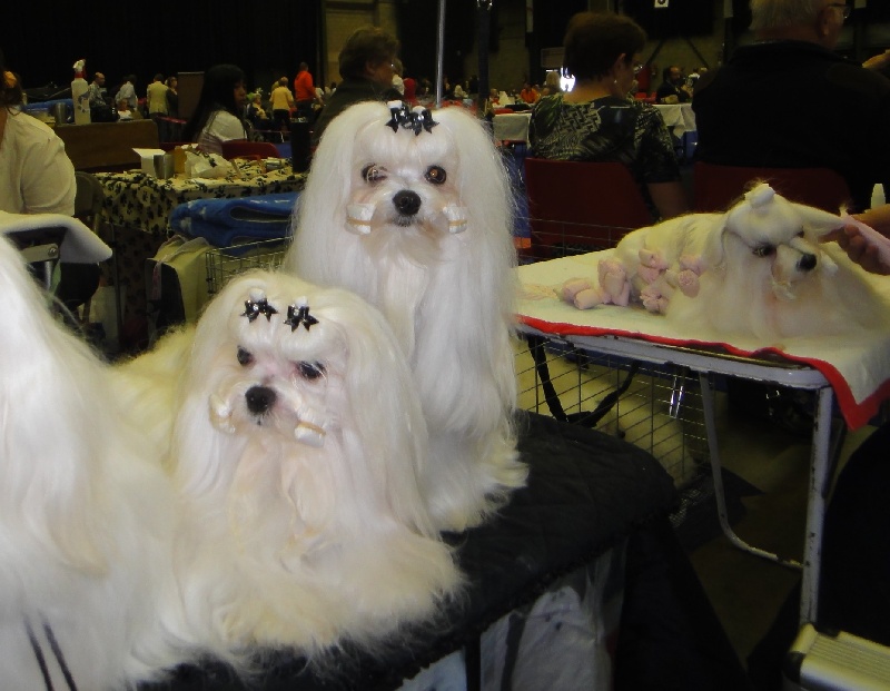 CH. richelieu's Don juan - R-CACIB - R-CAC