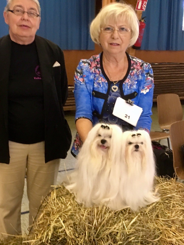 CH. Joly coeur fantasy de Nisjotial - CACC - 1 er exc. BOB - Best in Show